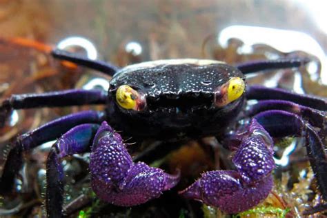   Vampire Crab:  A Deep-Sea Dweller With an Eerie Glow That Will Haunt Your Nightmares!