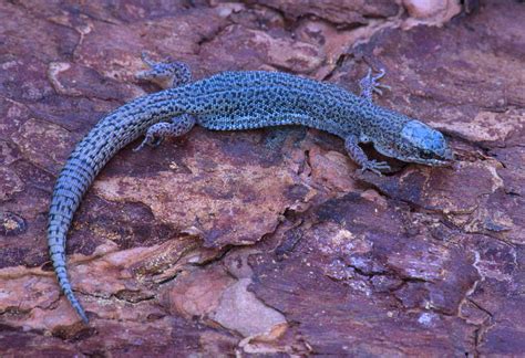  Xantus’s Night Lizard! A master of camouflage with a quirky appetite for insects and spiders!