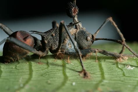  Xiphidiocercariae: A Tiny Parasite Capable of Turning Fish into Zombified Hosts!