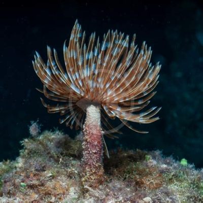  Amphitrite! A Segmented Worm That Resembles a Delicate Feather Duster and a Fierce Predator