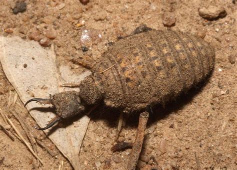  Antlion! A Tiny but Mighty Predator Lurking Beneath the Desert Sands