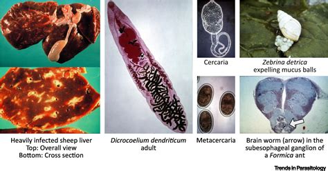  Dicrocoelium! 이 작은 기생충이 벌레를 통해 인간의 간에 집결하는 신비로운 여정을 알아보자