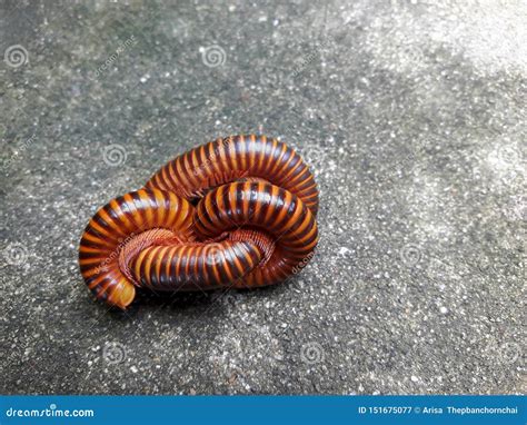  Ellipidion!  Do You Know the Fascinating Secret Rituals This Millipede Performs During Mating Season?