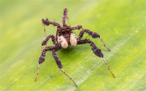   Jumping Spider! The Master Of Agility And Stealth Lurks In Your Garden