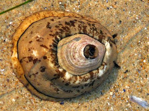  Keyhole Limpet! This Curious Gastropod Possesses Incredible Burrowing Abilities and Exhibits Fascinating Symbiotic Relationships