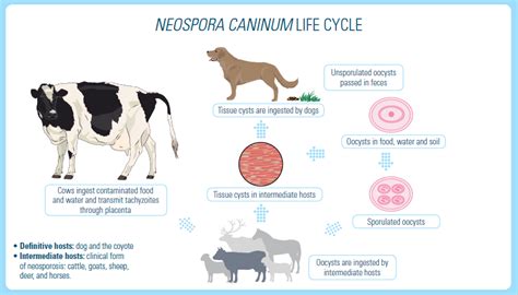  Neospora! A Tiny Parasite That Can Cause Big Trouble in Cattle