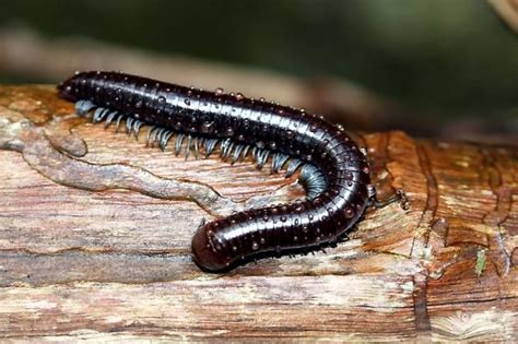  Okinawa Millipede: A Slithering Symphony of Legs and Armored Segments!