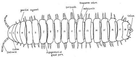  Polydesmida 다리는 왜 그렇게 많을까? 지구상에 사는 가장 놀라운 무척추동물 중 하나를 만나다!