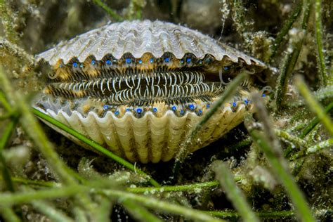  Tellin! A Tiny Bivalve That Lives its Life Between Sand Grains