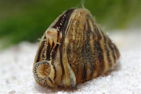  지 zebra mussel, 아름다운 껍질을 가진 이색적인 이매패류는 어떻게 살아가나요?